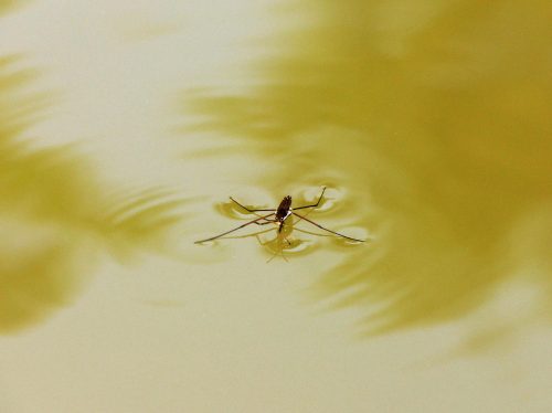 insect-web